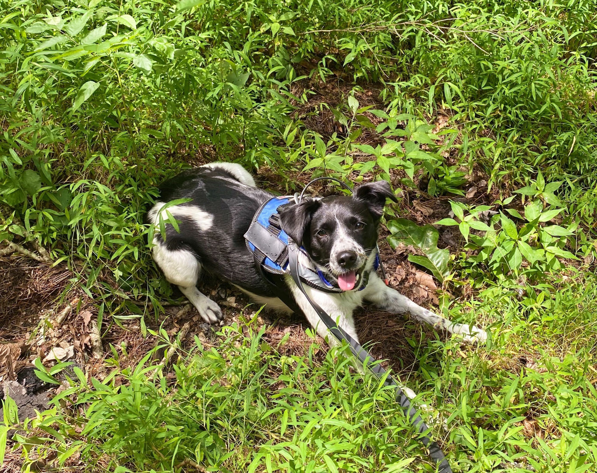 About Us Chesapeake Search Dogs