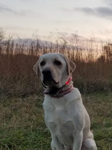 Jax