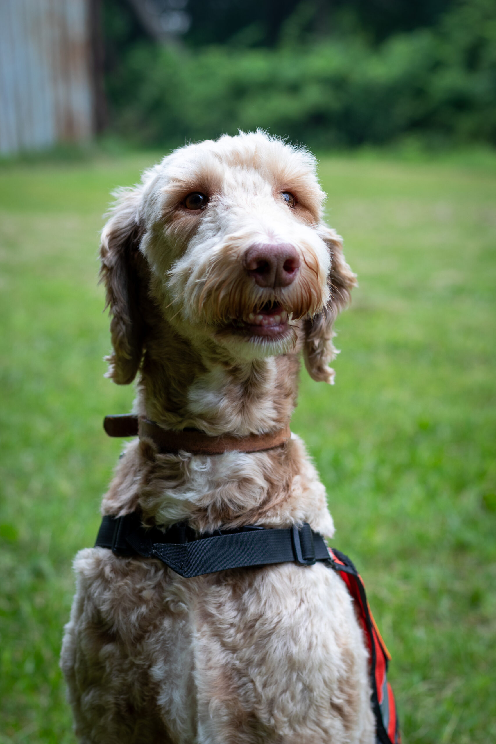 Scout